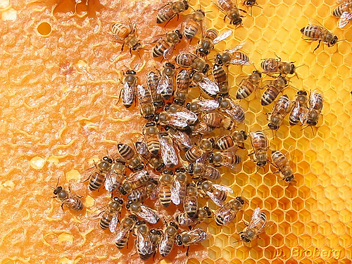 Mit tudunk a m�hekr�l?- egy mini�llam �lete