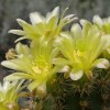 Telallo-kaktuszok