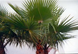 Washingtonia-pálma