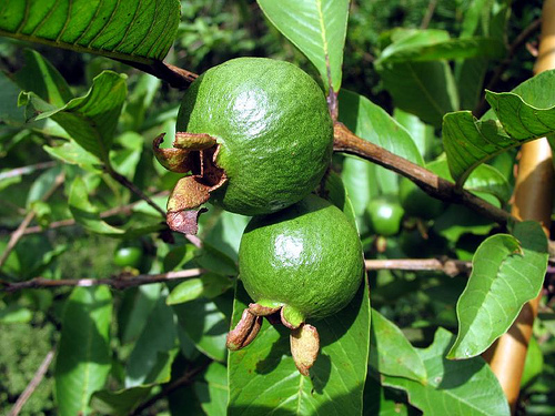 guava fa