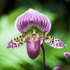 A legszebb orchideafajták
