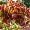 Melyik a világ legnagyobb, és leghosszabb orchideája?