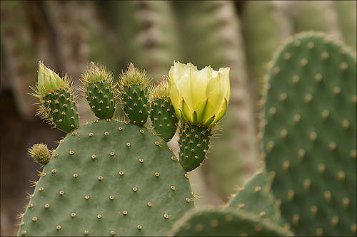 Kaktusz virággal