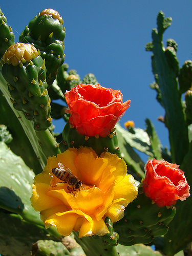 kaktusz méhecskével