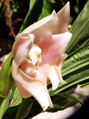 Anguola virginalis orchidea