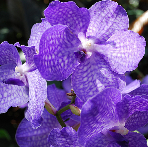 Vanda orchidea