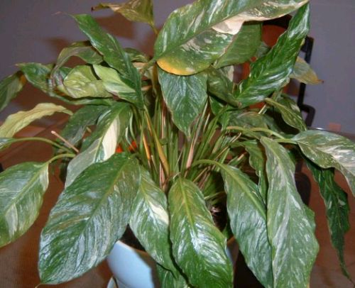 beteg calathea concinna