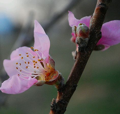 őszibarackfa virága