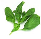 Házi praktikák legyek, darazsak, hangyák ellen