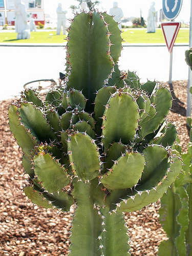 A 10 legjobb nagy kaktusz növény beltéren