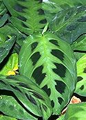 NYÍLGYÖKÉR (Maranta leuconeura erythroneura)