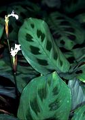 NYÍLGYÖKÉR (Maranta leuconeura erythroneura)