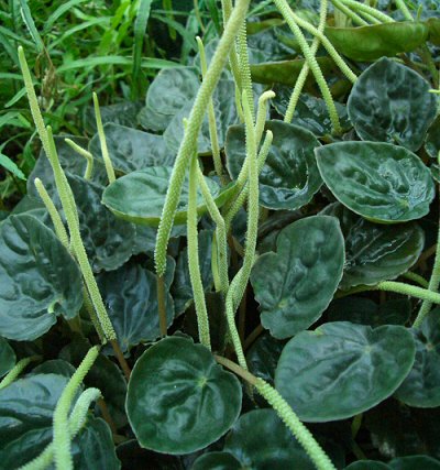 RÁNCOS TÖRPEBORS (Peperomia caperata)