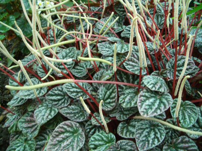 RÁNCOS TÖRPEBORS (Peperomia caperata)
