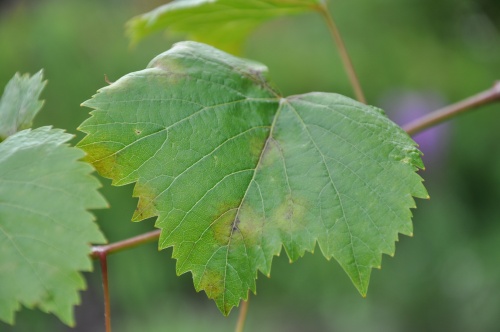dsc_3184 dsc_3184