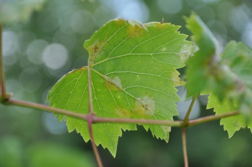 Újra kell gondolni a szőlővédelmet - BASF Mezőgazdasági Megoldások Magyarország