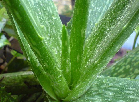 aloe arborescens növény uses