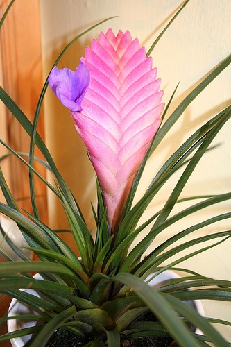 Szakállbromélia tillandsia-cyanea-szakallbromelia