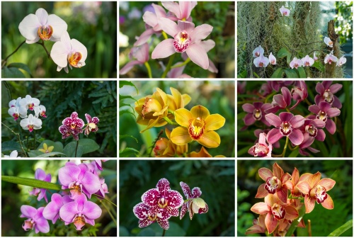 orchidea2 orchidea2