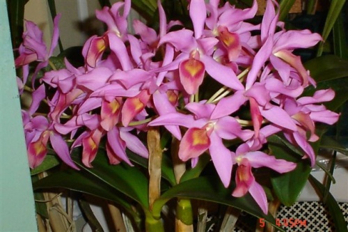 orchideanap