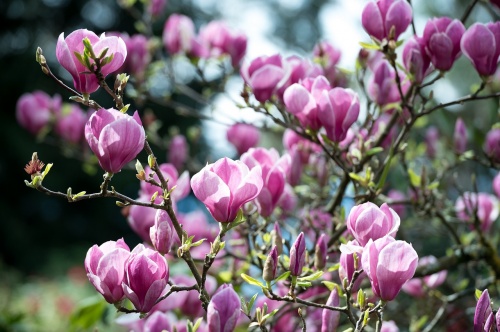 magnolia-2774579_1280