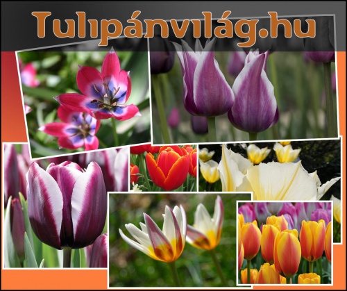 tulipanvilag-kep