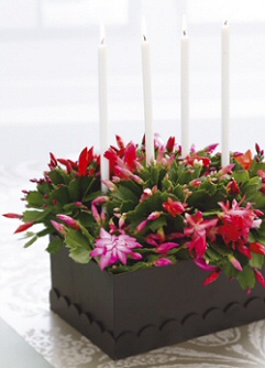 Karácsonyi kaktusz: hogyan bírjam virágzásra?