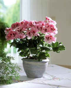 NAGYVIRÁGÚ MUSKÁTLI (Pelargonium domesticum)