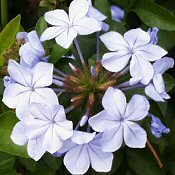 ÓLOMVIRÁG (Plumbago auriculata)