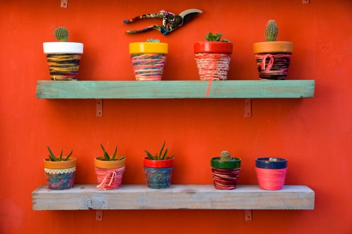 kaktuszok-kontenerbe