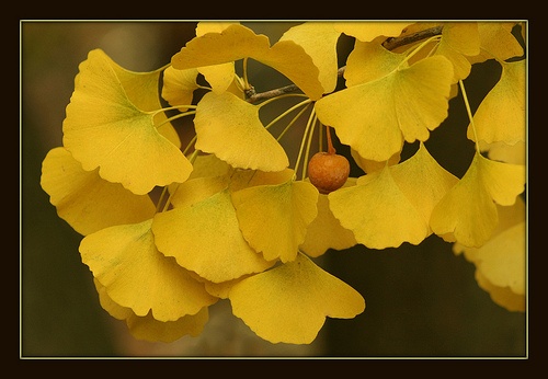 ginkgo-biloba