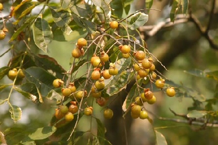 kelet-azsiai-szappanfa-sapindus-mucorossi