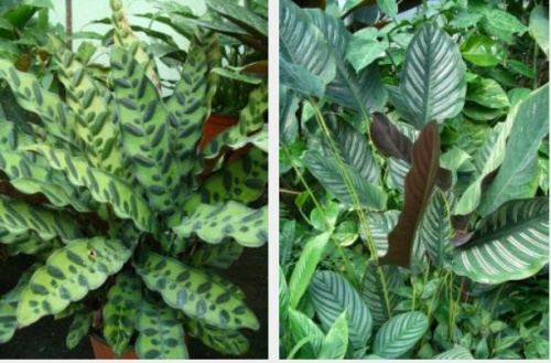 lndzss-_calathea_lancifolia_s_dszes_zebralevl_calathea_ornata