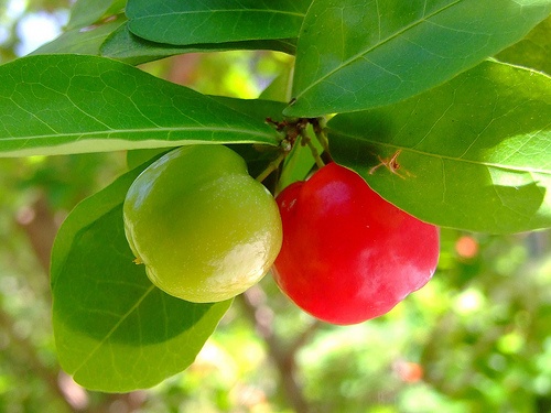 acerola-gyumolcs-malphighia-glabra