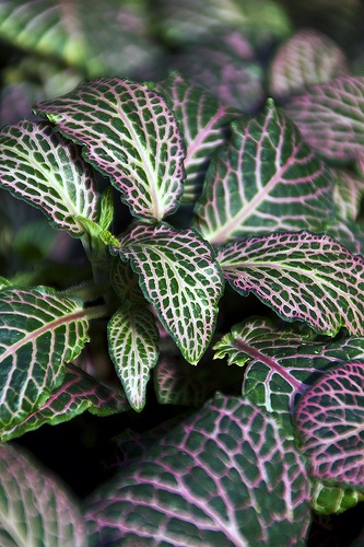 fittonia-verschaffeltii-szobanoveny