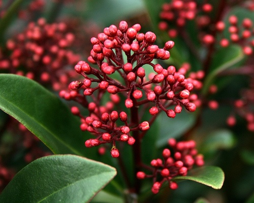 japan-derbaber-skimmia-japonica