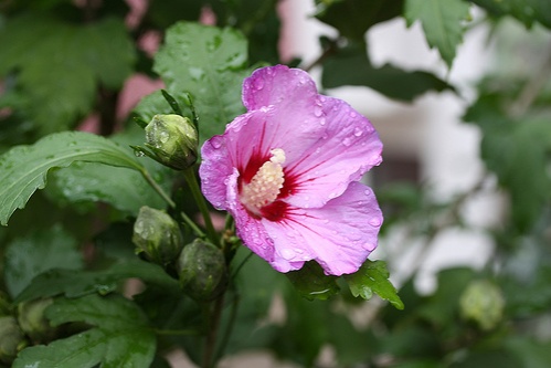 hibiscus-syriacus-malyvacserje