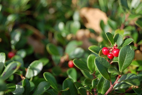 arctostaphylos-medveszolo