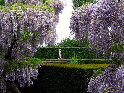 sissinhurst-wisteria