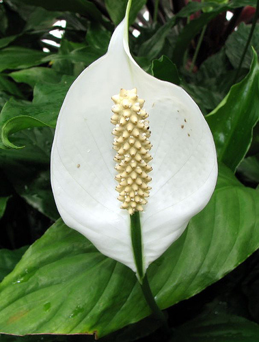 spathiphyllum-vitorlavirag