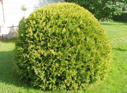 thuja-occidentalis-kobold