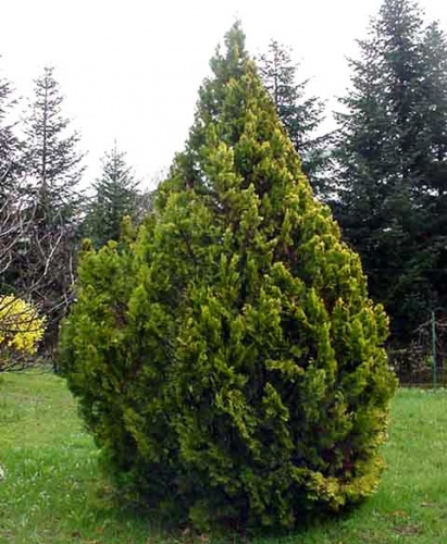 thuja-plicata