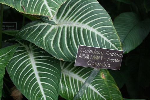 caladium