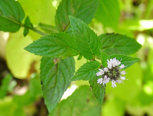 Prosztatitis pollen kezelése. A krónikus prosztatagyulladás tünetei - HáziPatika