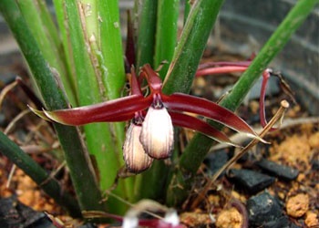 orchidantha