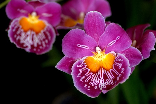 miltonia