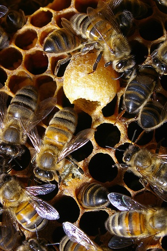 dolgozó méhek, méhpempő