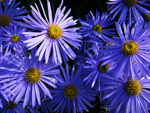 aster