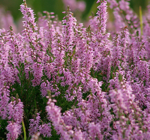 calluna_vulgaris