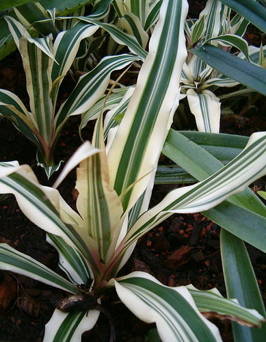 cryptanthus-bromelioides-levelcsillag